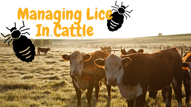 Managing Lice in Cattle Managing Lice in Cattle
